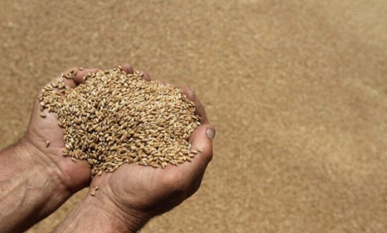 Shpallet thirrja për blerjen e grurit për rezervat shtetërore