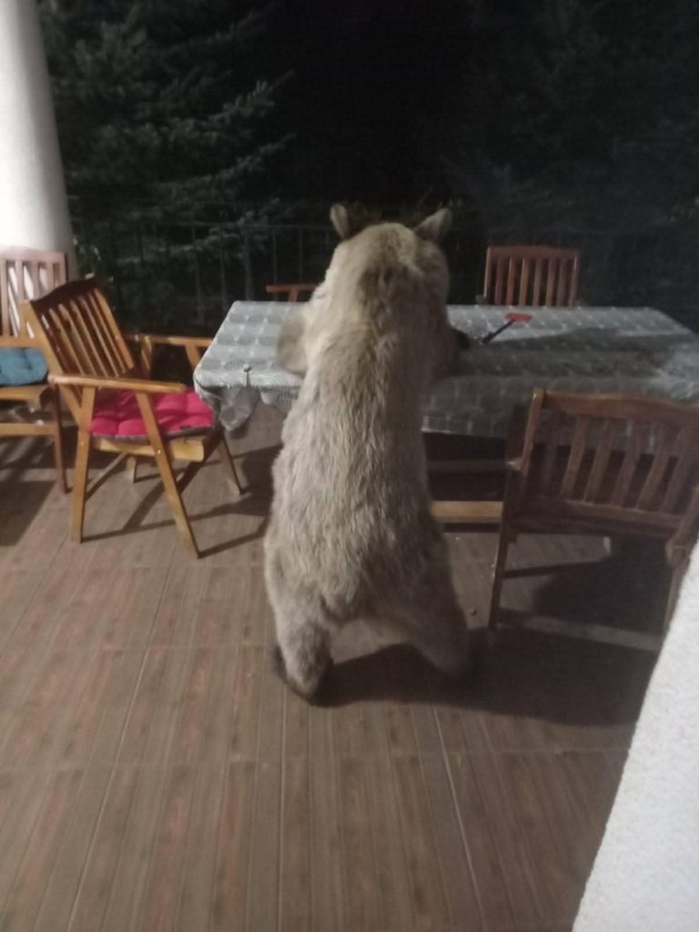 Ariu vjen musafir në një vikendshtëpizë afër Xhepçishtit